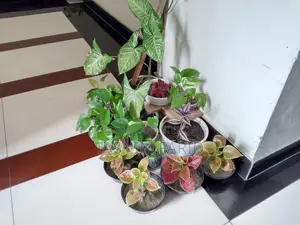 সবগুলো গাছ একসাথে বিক্রি হবে.