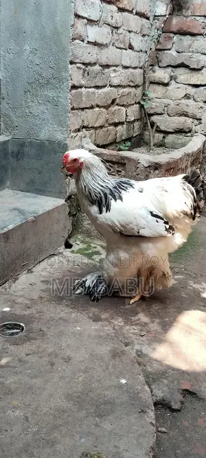 Brahma Chicken
