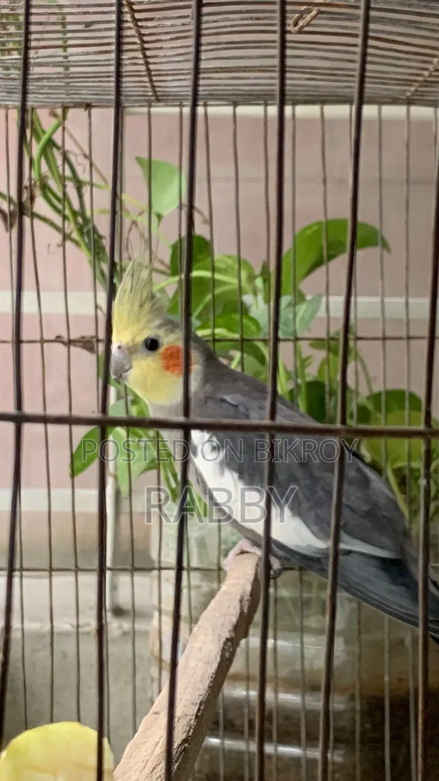 Cockatiel for sale