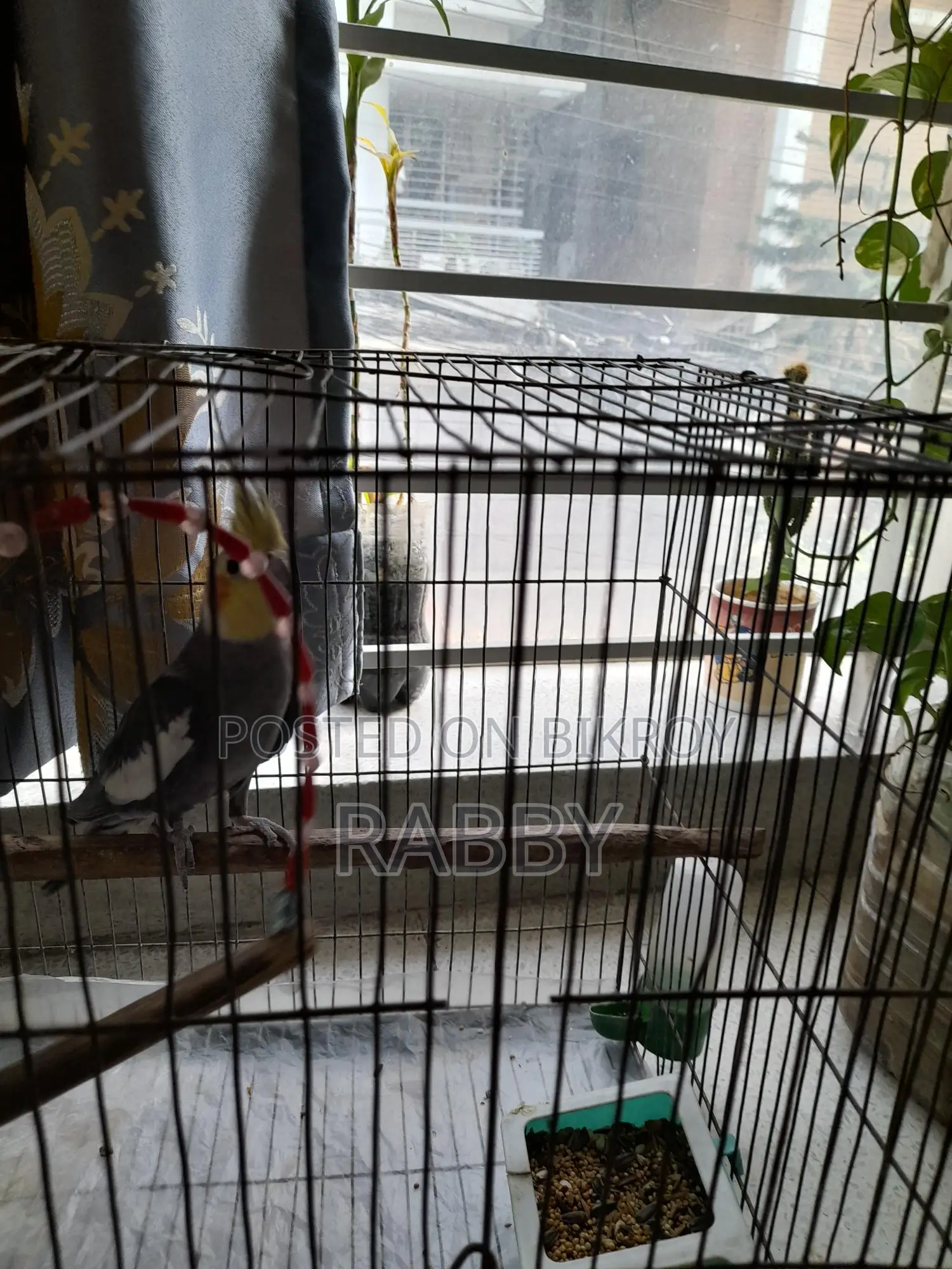 Cockatiel for sale