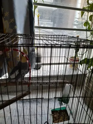 Cockatiel for sale