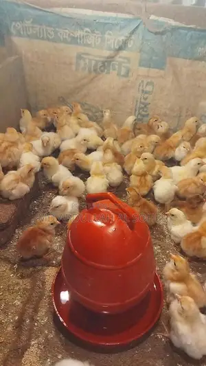 Red Layer Chicken Chicks