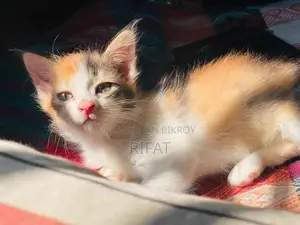 Cat for sale
