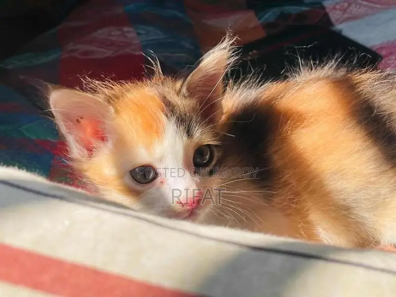 Cat for sale