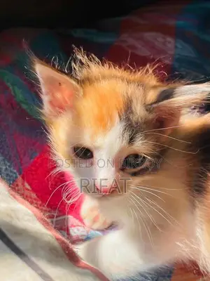 Cat for sale