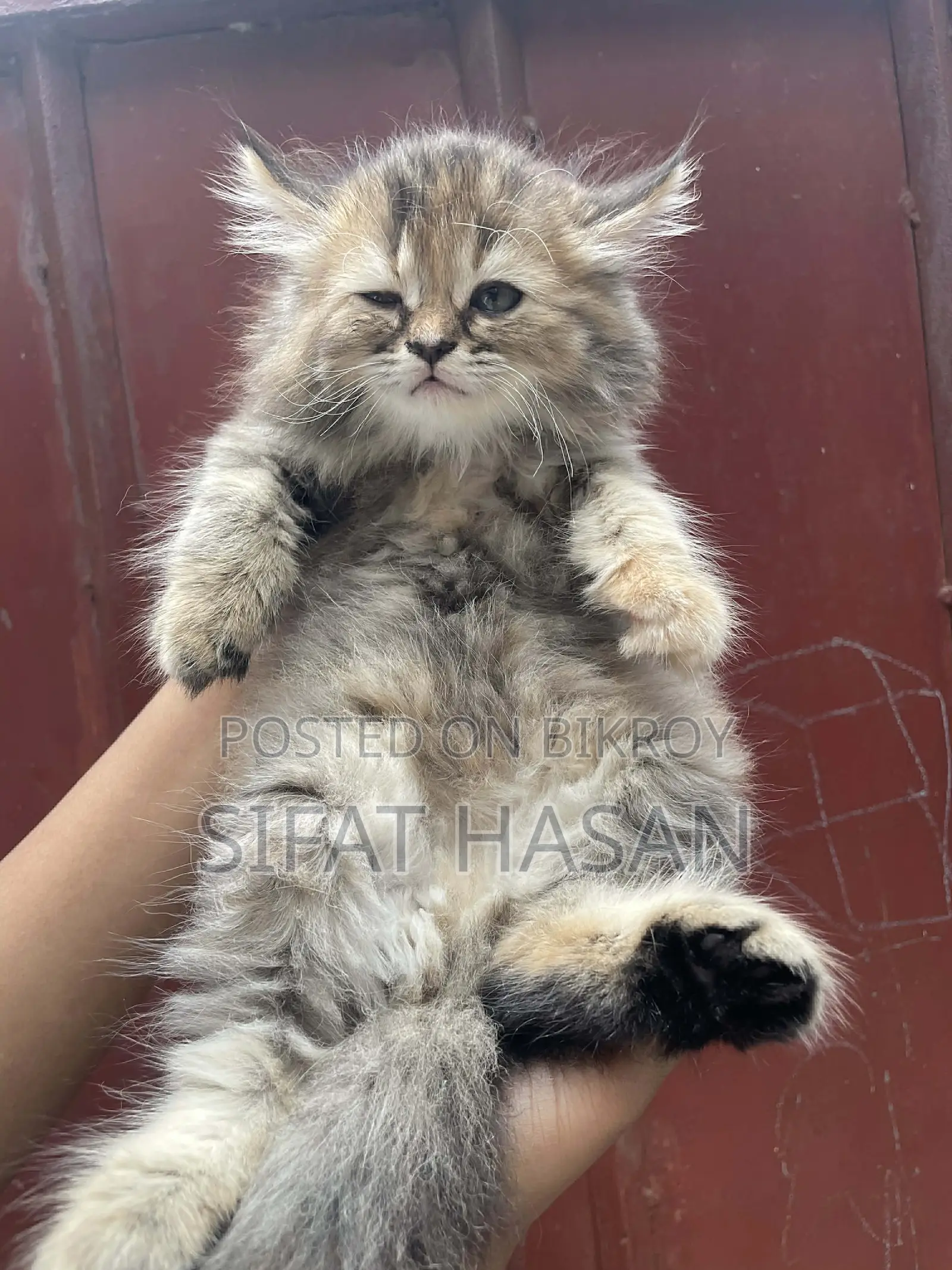 Persian and American Mix Cat