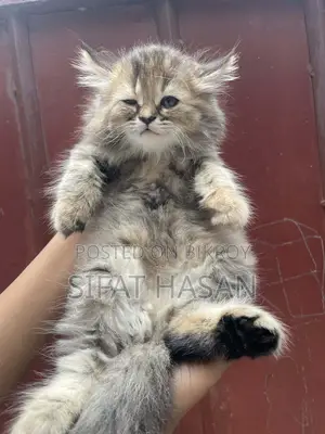 Persian and American Mix Cat