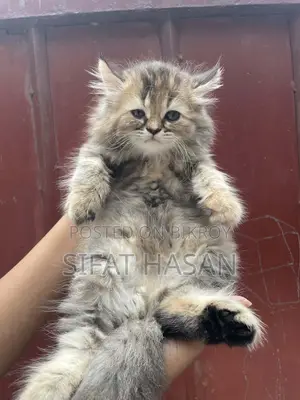 Persian and American Mix Cat