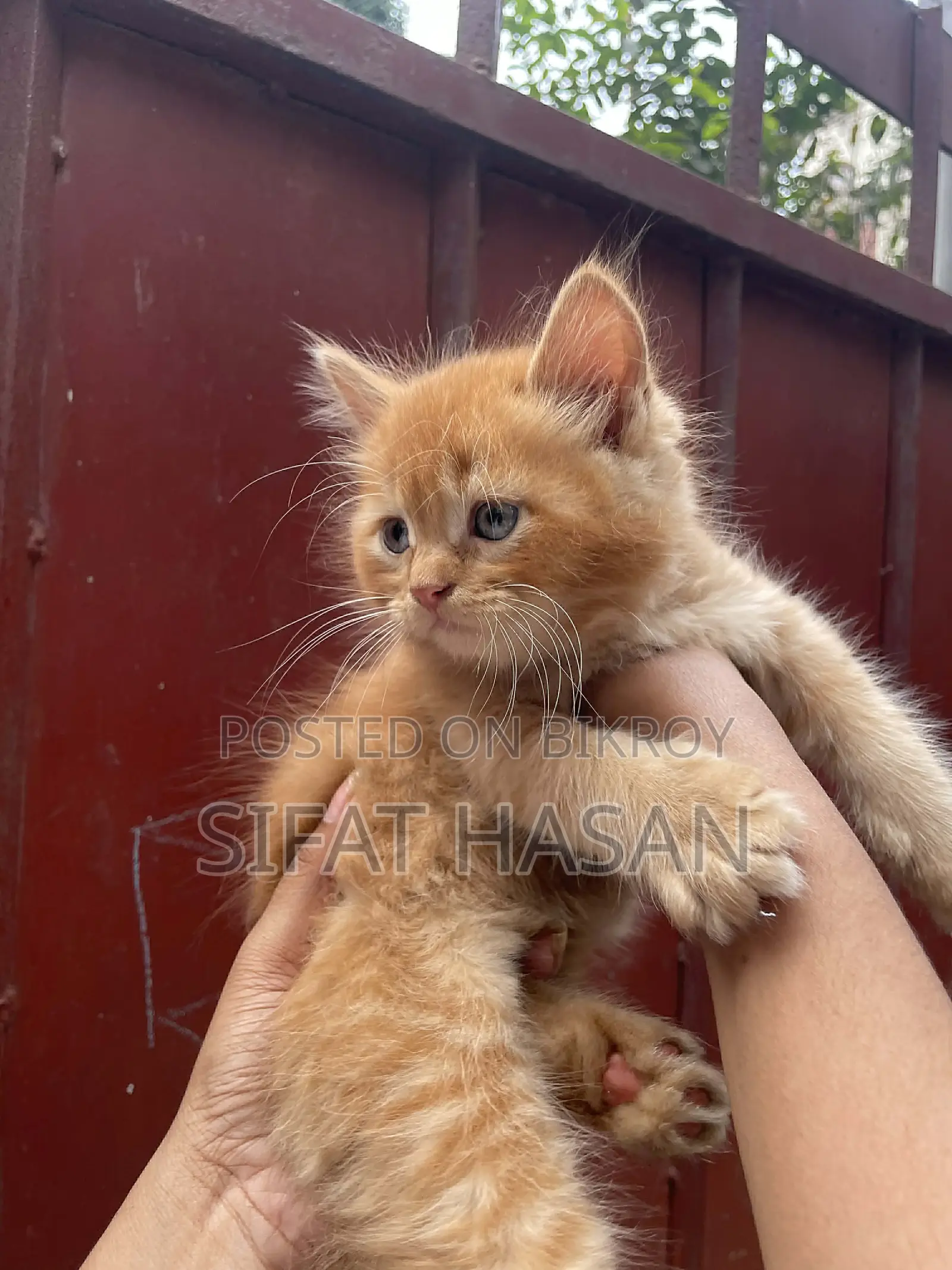 Persian and American Mix Cat