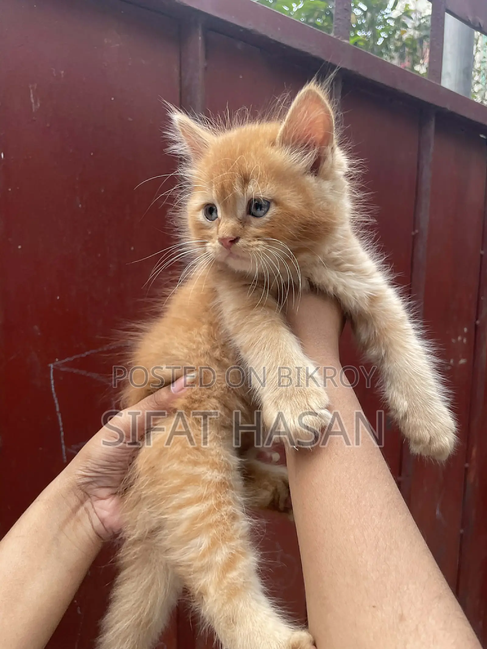 Persian and American Mix Cat