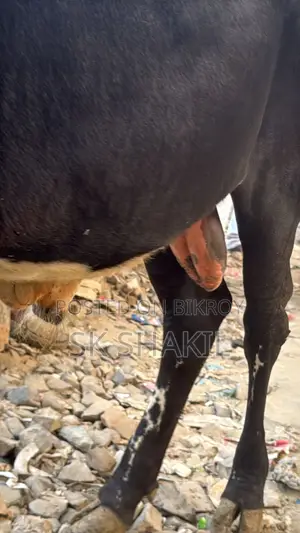 Bull Cow