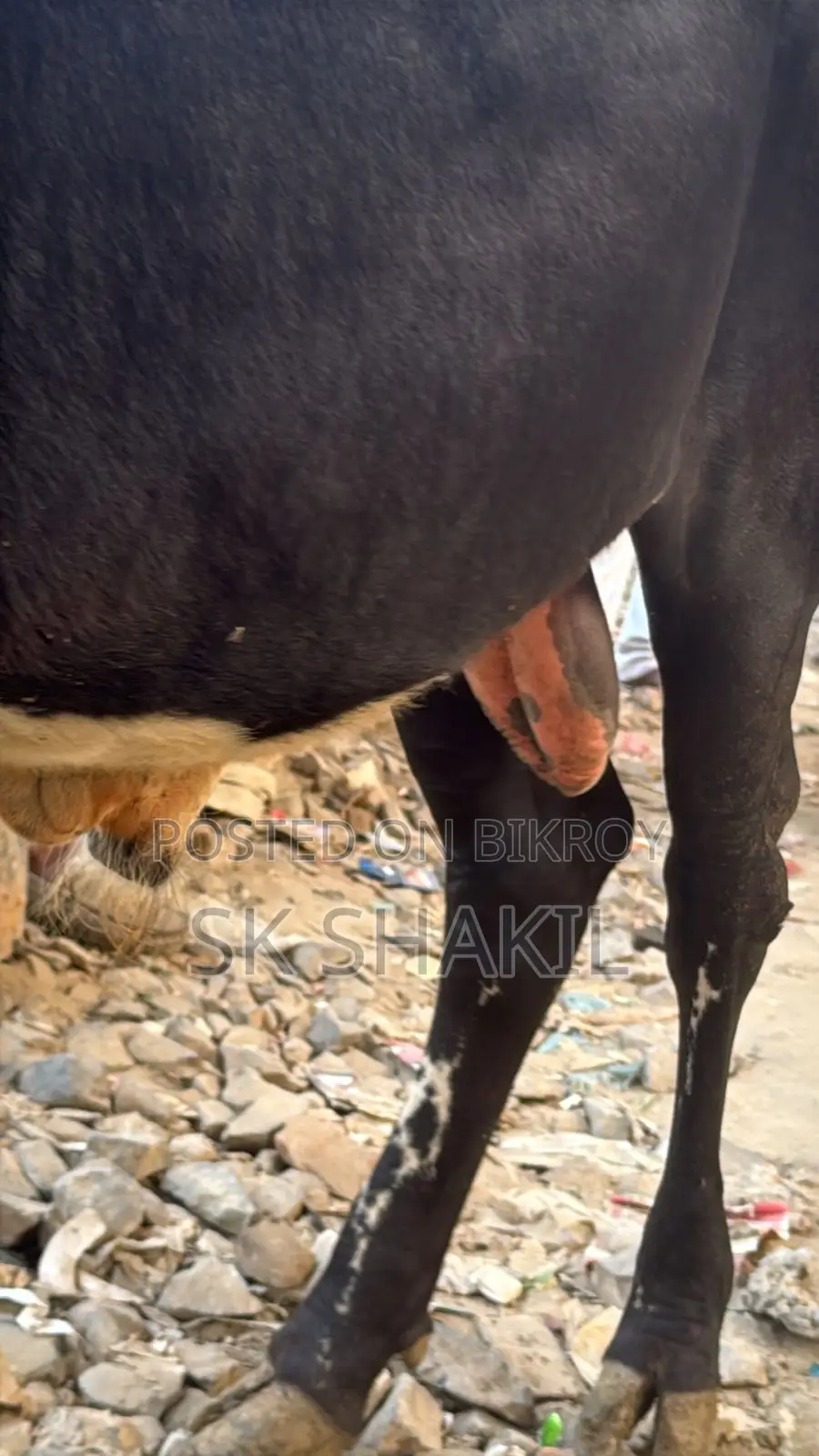 Bull Cow
