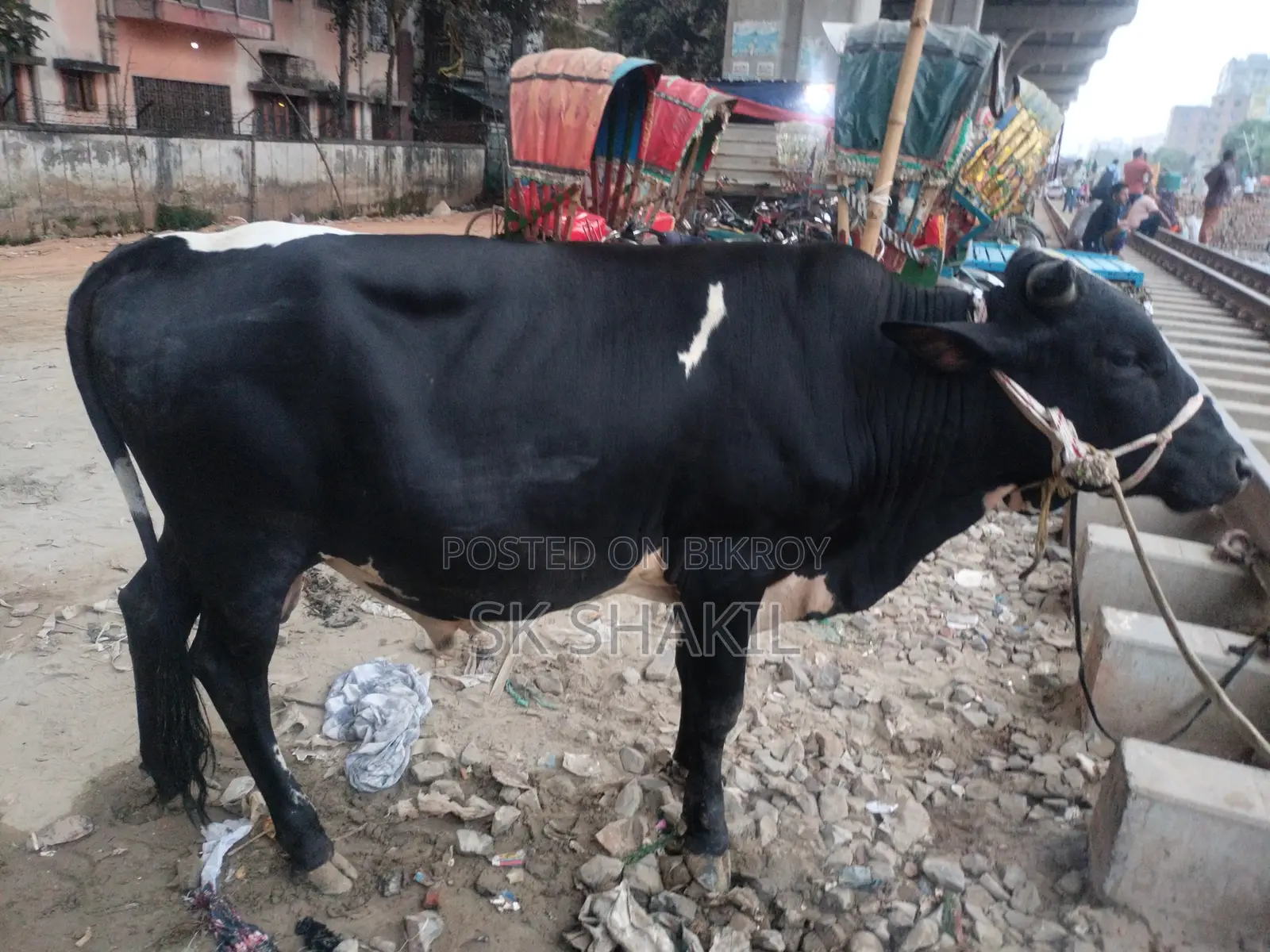 Bull Cow