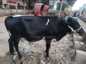 Bull Cow