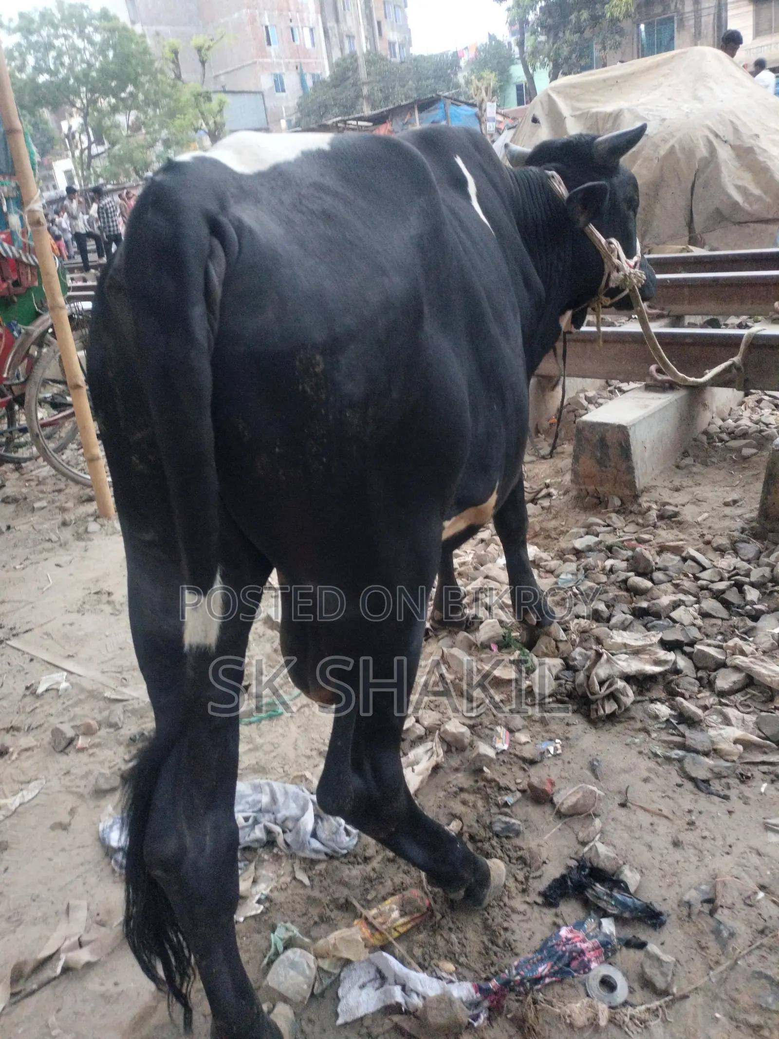 Bull Cow