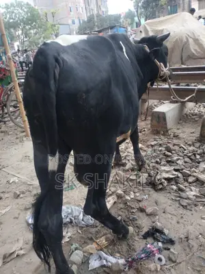 Bull Cow