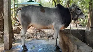 Selling My Cow - Interested Buyers Please Contact