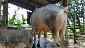 Selling My Cow - Interested Buyers Please Contact