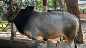 Selling My Cow - Interested Buyers Please Contact