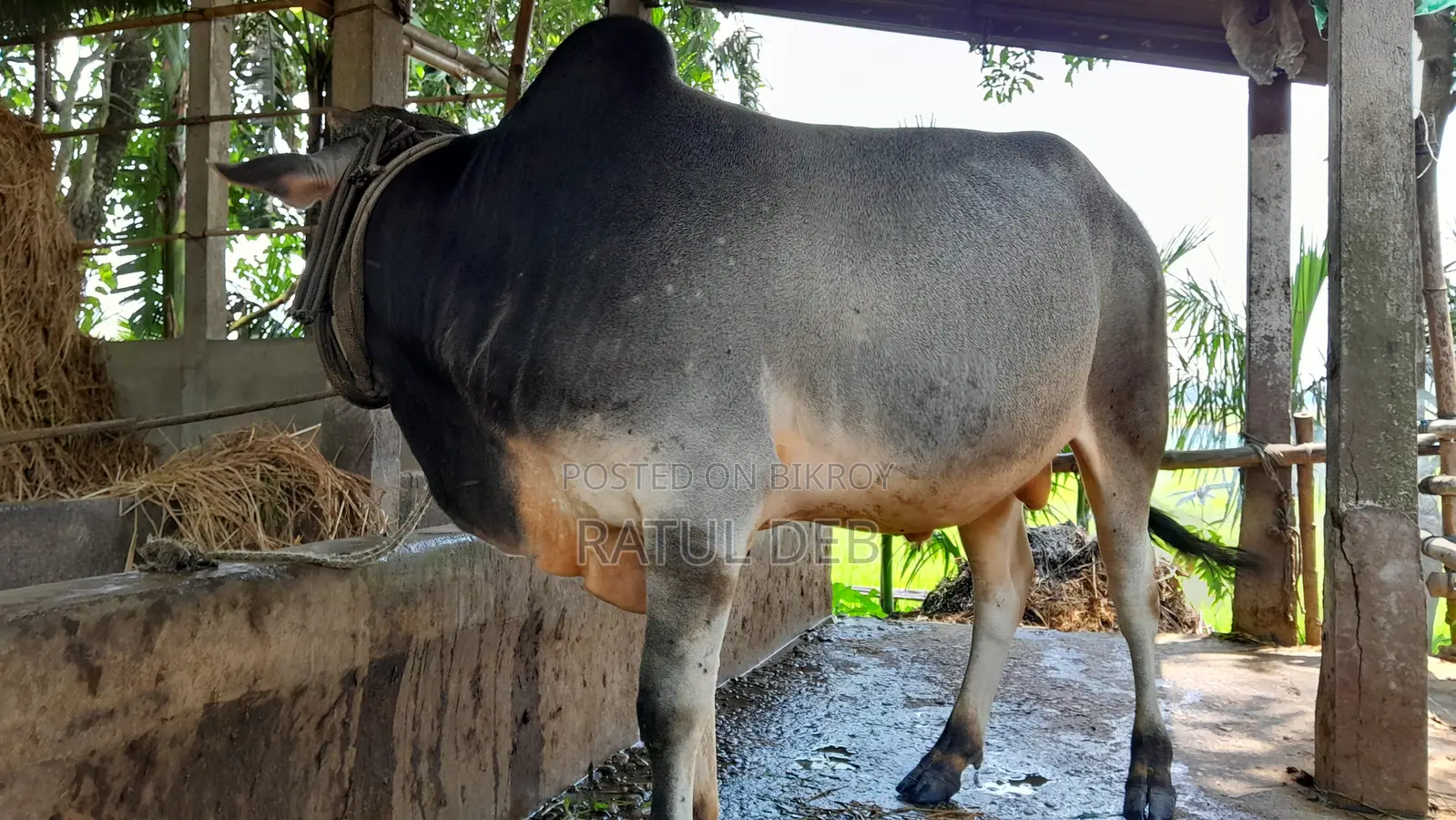 Selling My Cow - Interested Buyers Please Contact