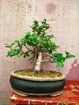 China Banyan Tree Bonsai - 3 Years Old