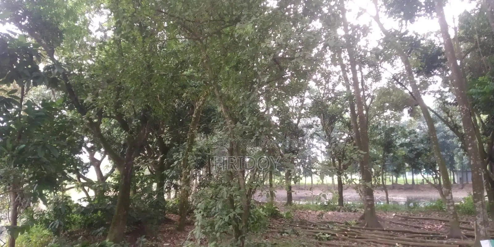 জমি সহ পুকুর বিক্রি হবে গাজীপুর সাব রেজিস্টার অফিসের পিছনে