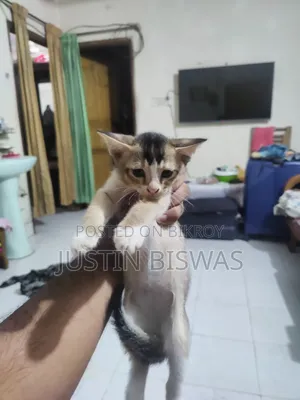 ১-৩ মাস বয়সী পুরুষ পিওরব্রেড বেঙ্গল