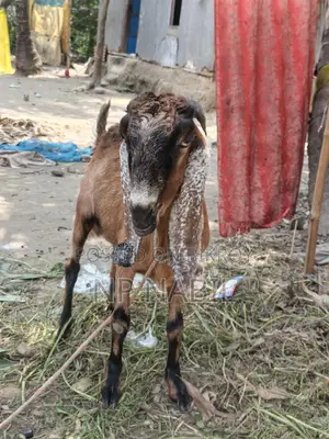 Totapuri Cross Breed Goat