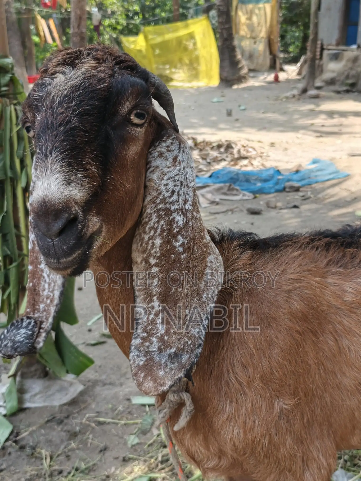 Totapuri Cross Breed Goat
