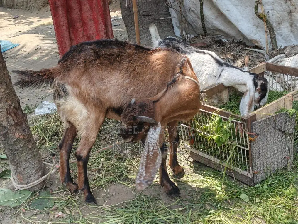 Totapuri Cross Breed Goat
