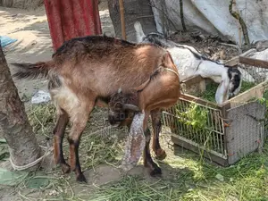 Totapuri Cross Breed Goat