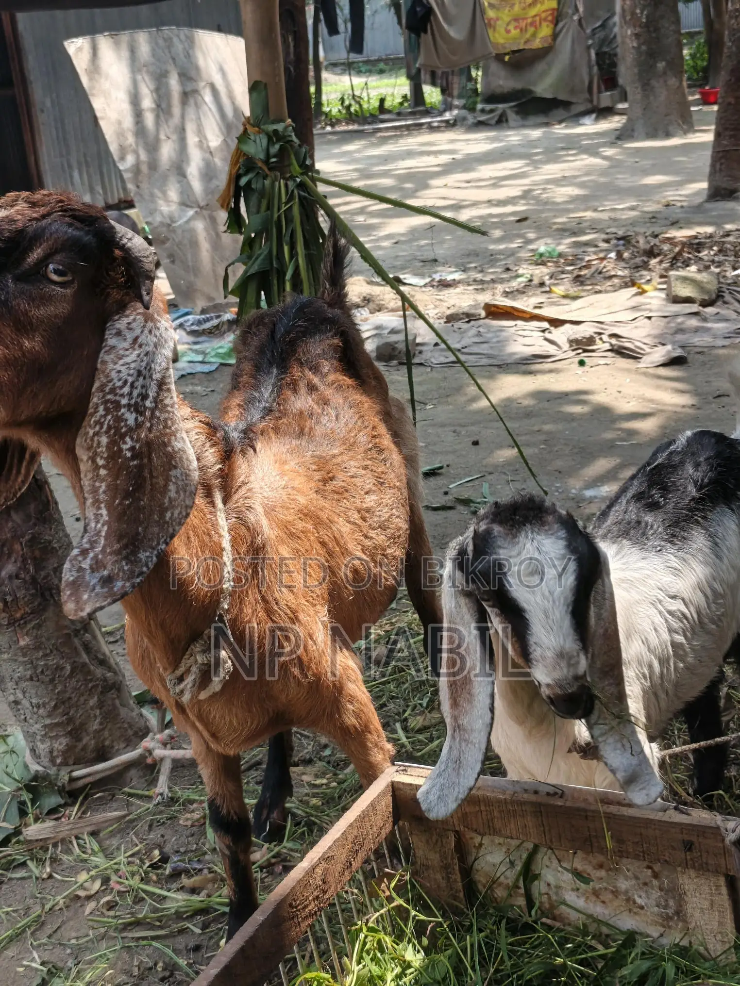 Totapuri Cross Breed Goat