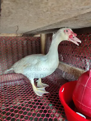 3 Male Muscovy Ducks (Adult)