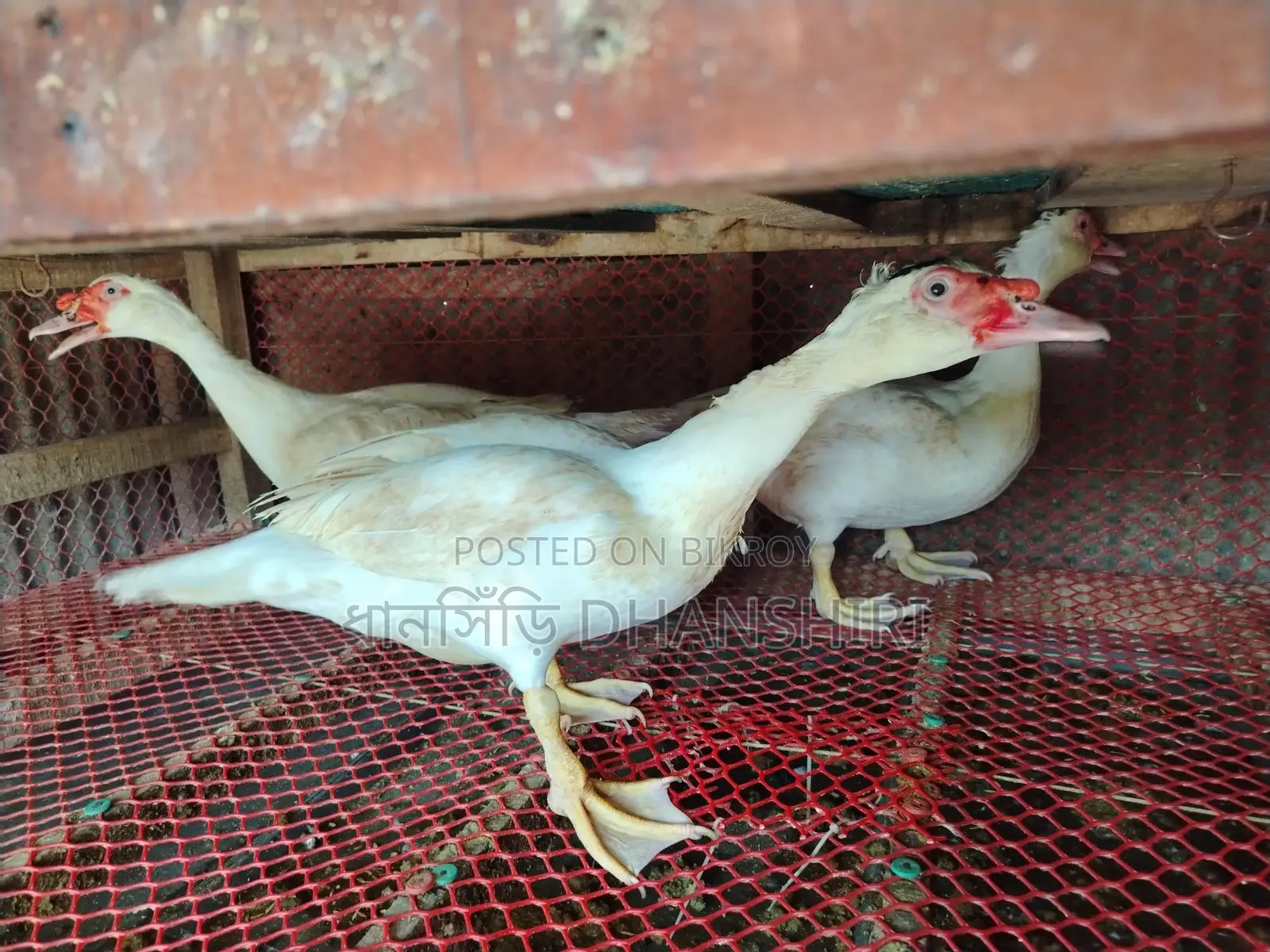 3 Male Muscovy Ducks (Adult)