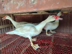 3 Male Muscovy Ducks (Adult)