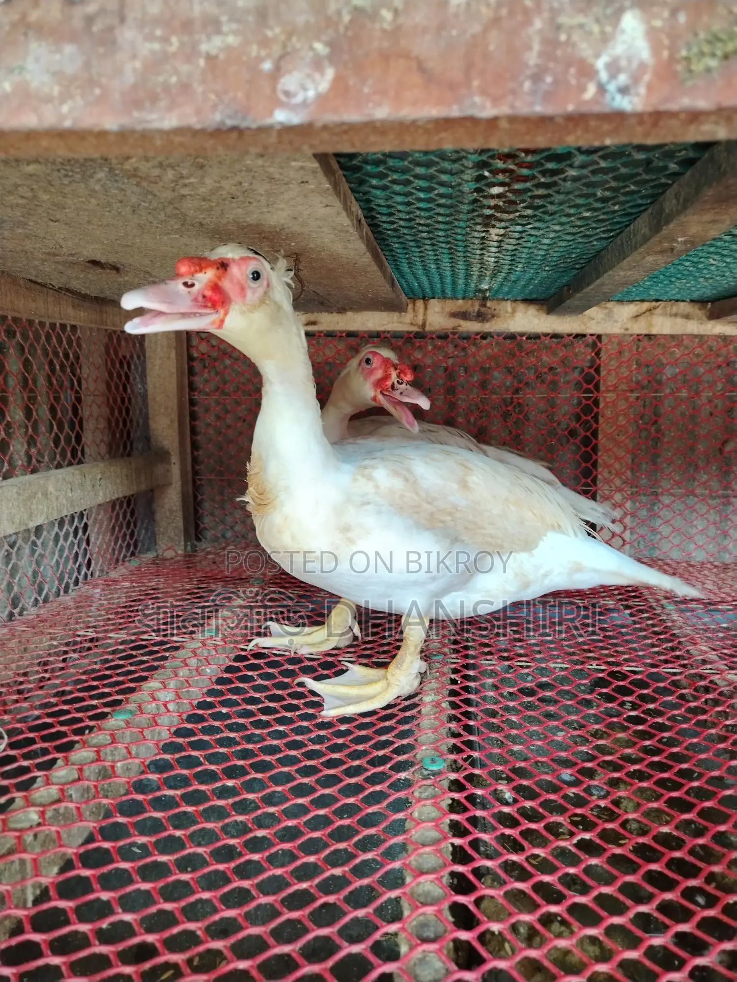 3 Male Muscovy Ducks (Adult)