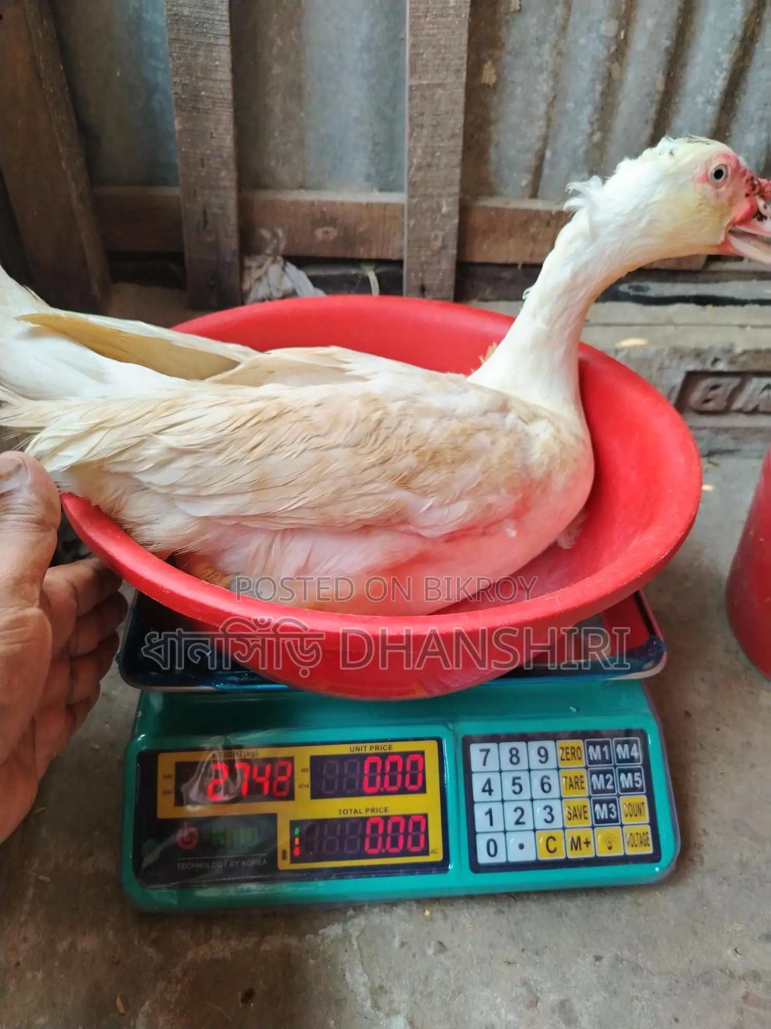 3 Male Muscovy Ducks (Adult)