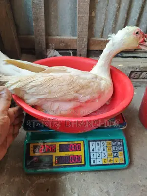 3 Male Muscovy Ducks (Adult)