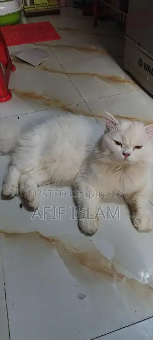 Persian Cat