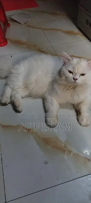 Persian Cat