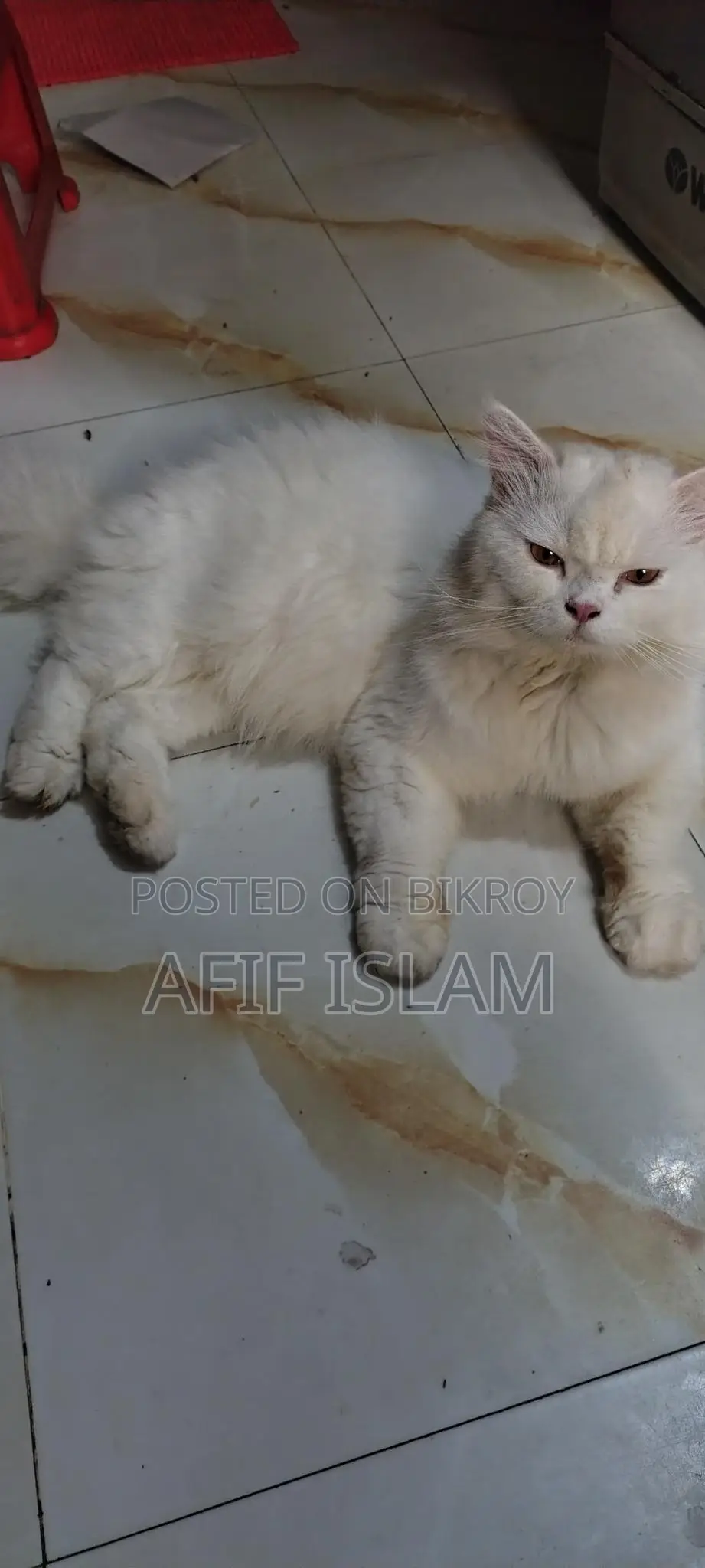 Persian Cat