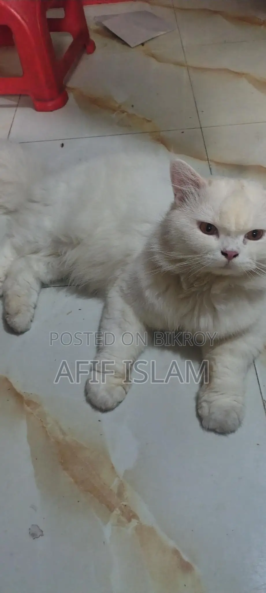 Persian Cat