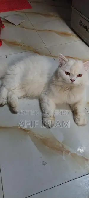 Persian Cat