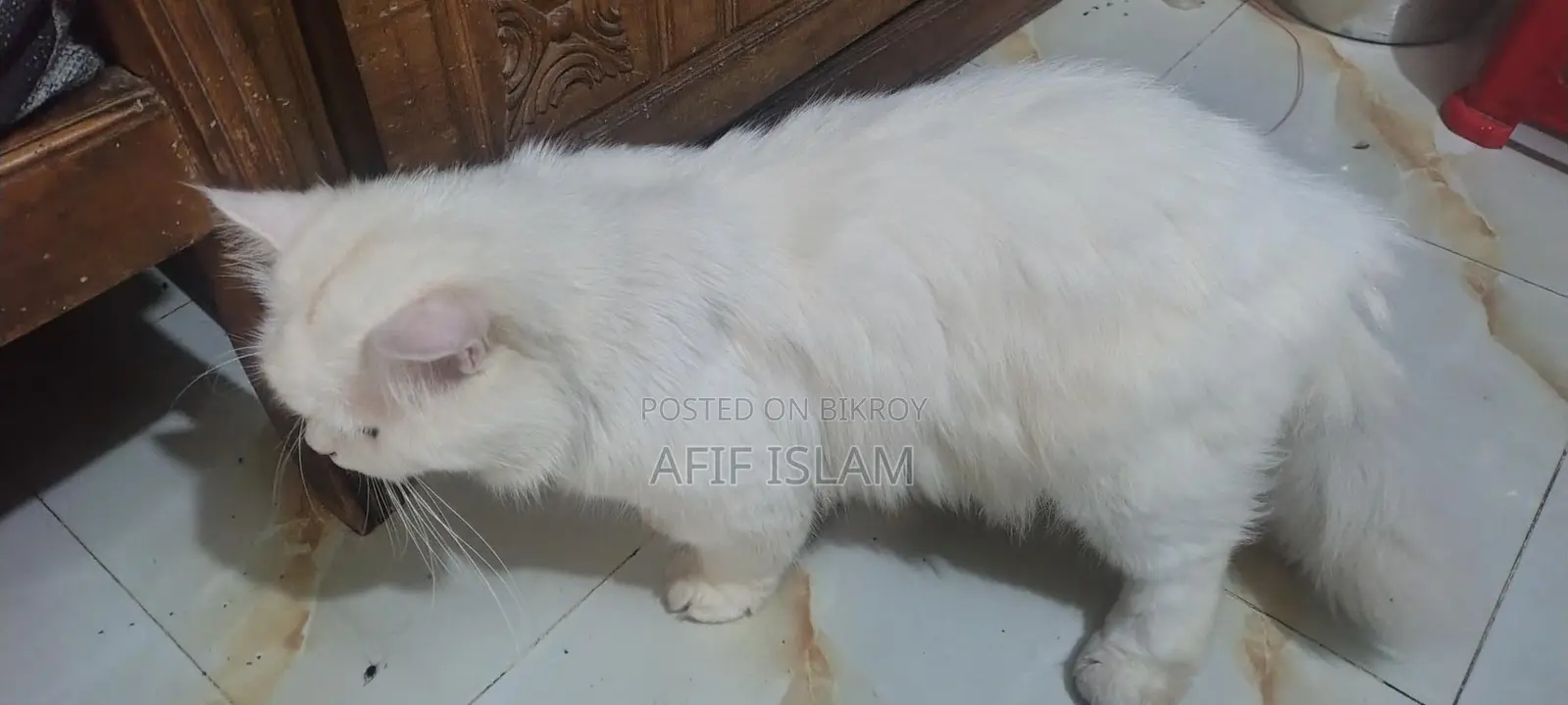 Persian Cat