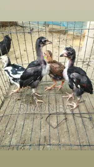 সরালি ৪ পিছ বাচ্চা বিক্রি হবে
