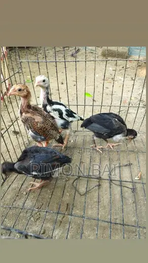4 Sarali Ducklings for Sale