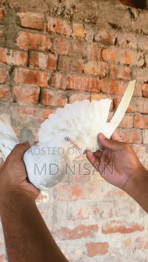 কবুতর