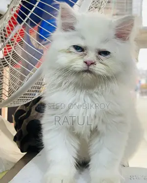 Persian Kitten