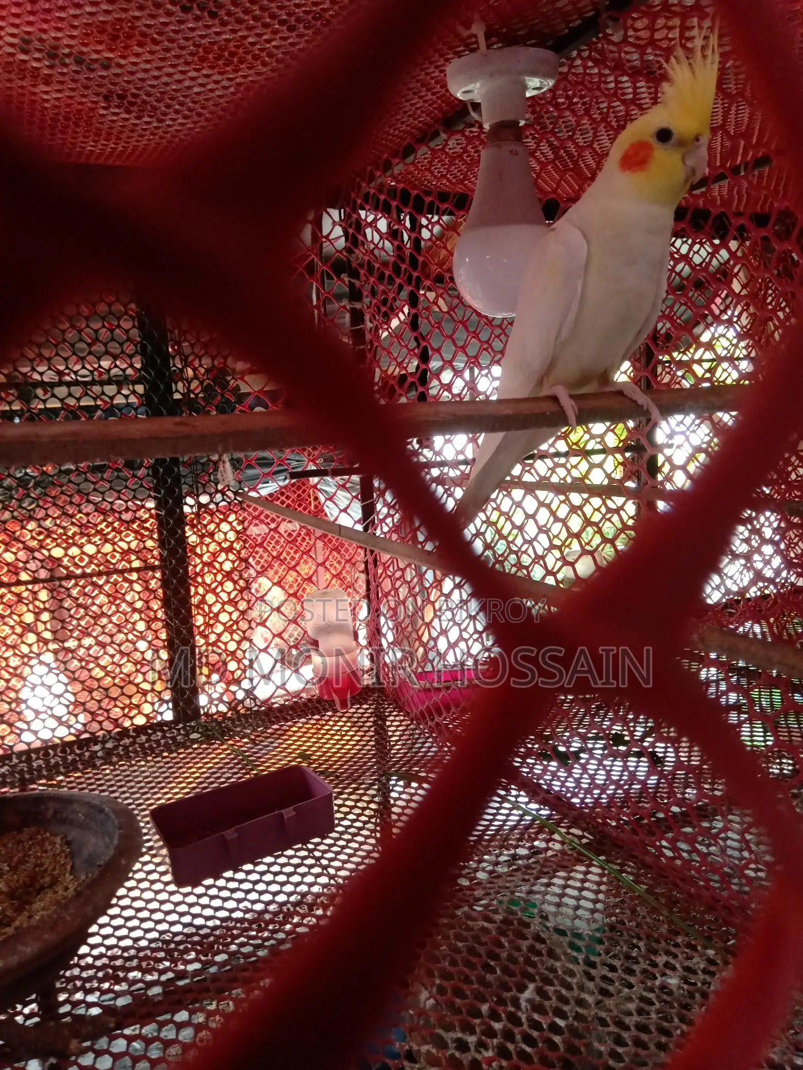 Cockatiel Bird/কোকাটেল পাখি