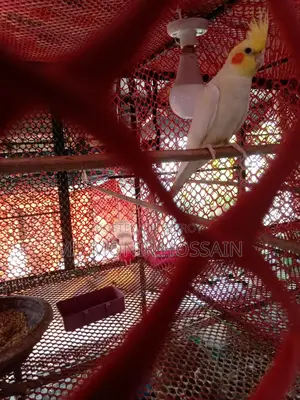 Cockatiel Bird/কোকাটেল পাখি